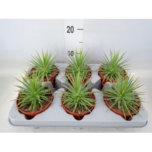 Agave stricta 'Nana'