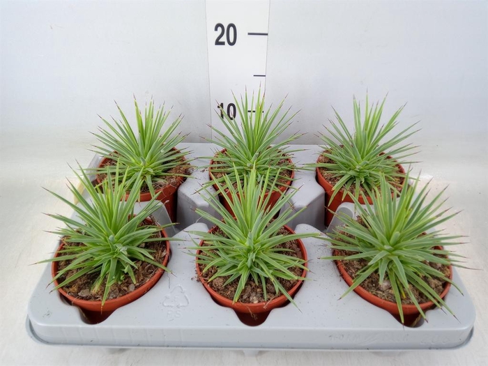 <h4>Agave stricta 'Nana'</h4>
