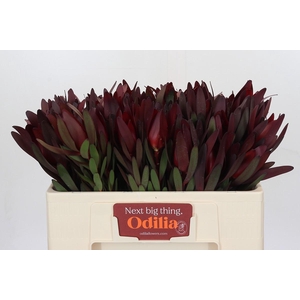 Leucadendron Saf Sunset Dark Red