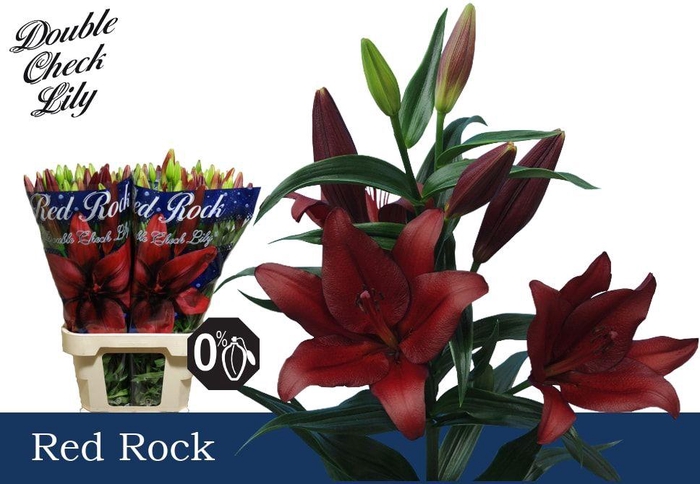 <h4>LI LA RED ROCK 5+</h4>