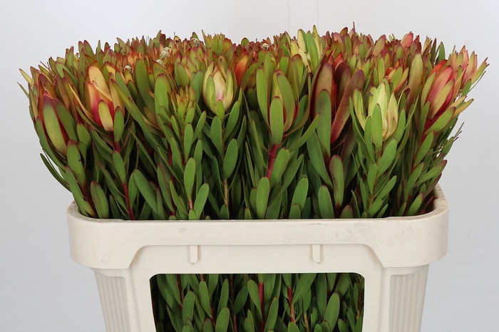 <h4>Leucadendron Safari Sunset</h4>