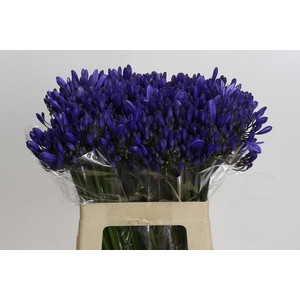 Agapanthus EYFORI Blue