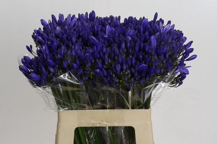 Agapanthus EYFORI Blue