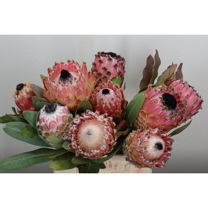 Protea magnifica