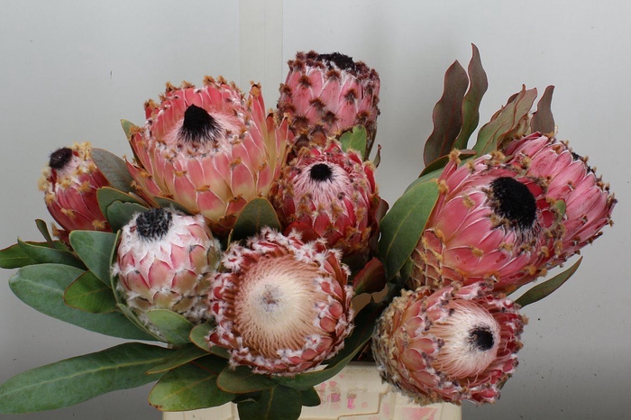 <h4>Protea magnifica</h4>
