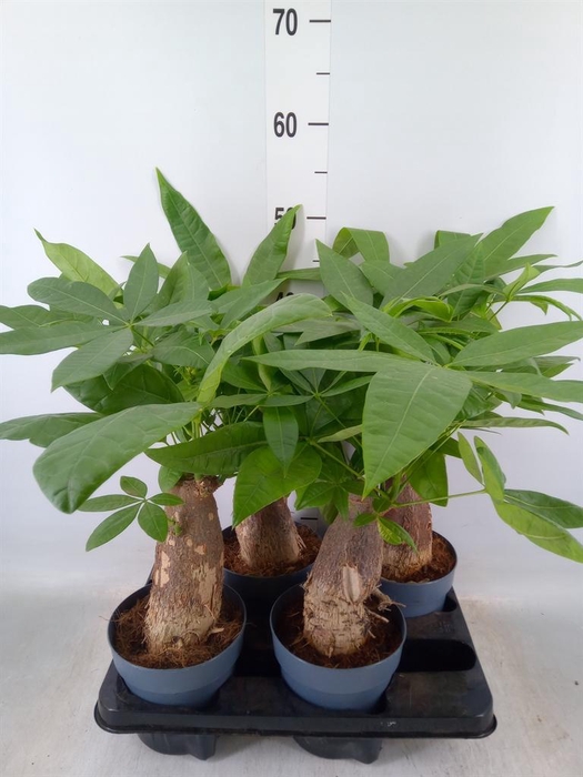 <h4>Pachira aquatica</h4>