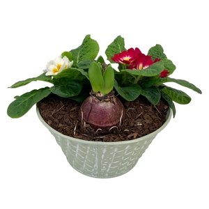 Ruitjes groen Zink Hyacint 2 primula 663