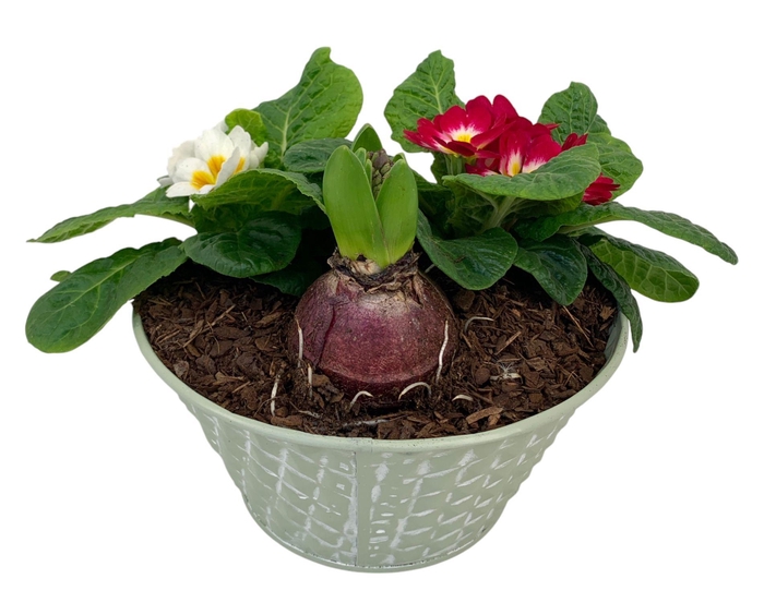 <h4>Ruitjes groen Zink Hyacint 2 primula 663</h4>