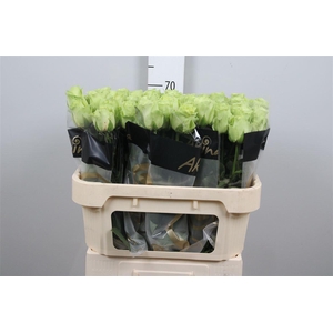 R Gr Green Generatio