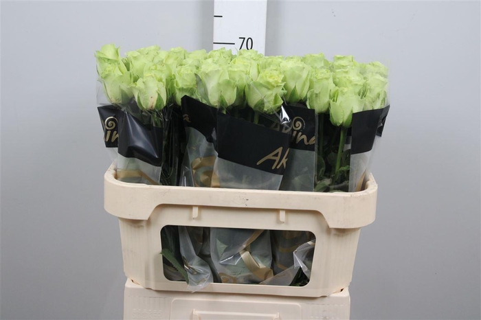 <h4>R Gr Green Generatio</h4>