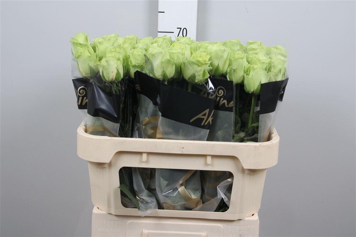 <h4>R Gr Green Generatio</h4>