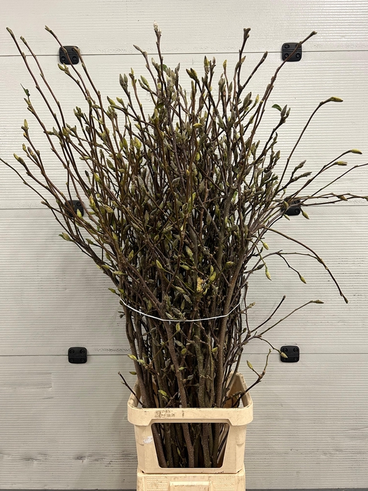 <h4>Magnolia Grandiflora</h4>