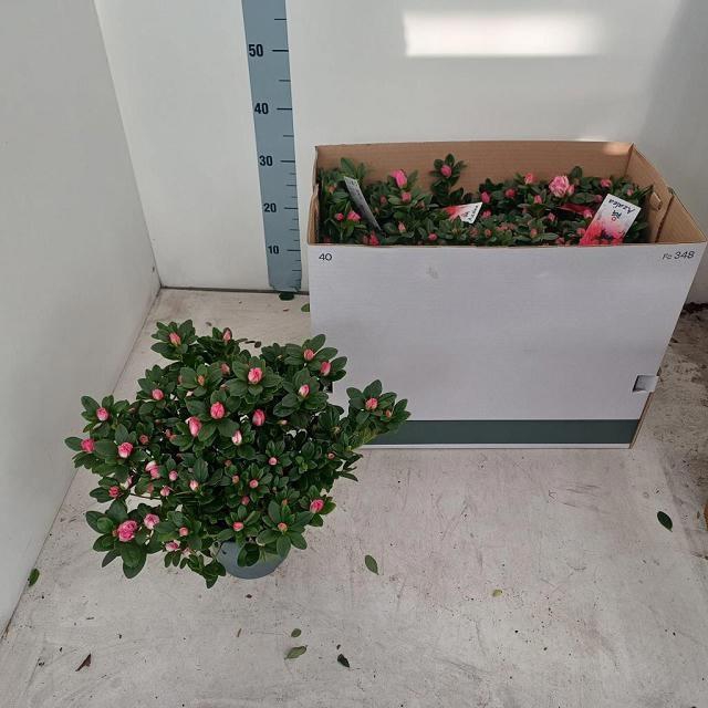 <h4>RHODO SI VOGEL GEM</h4>