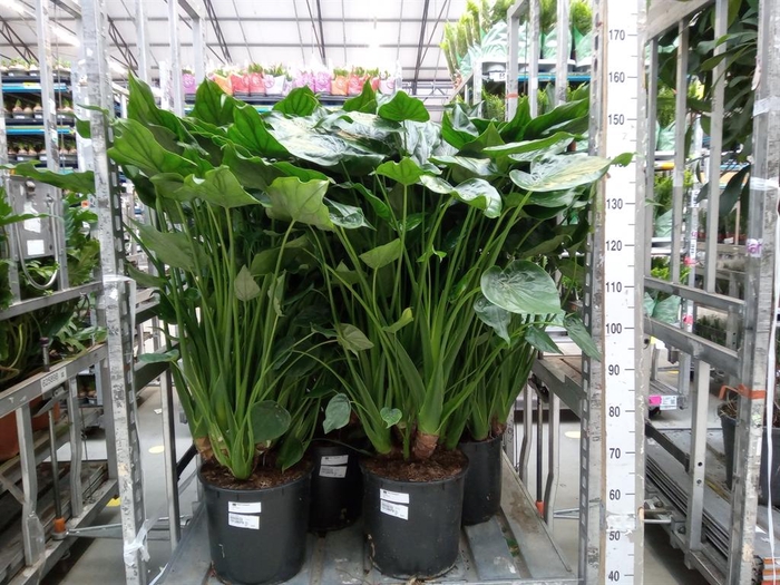 <h4>Alocasia cucullata</h4>