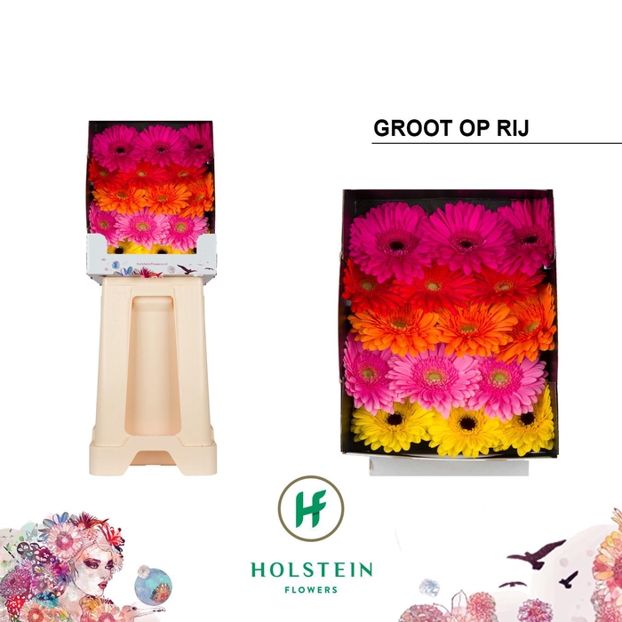 <h4>Gerbera Mix op Rij Diamond</h4>