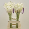 Calla White Mambo