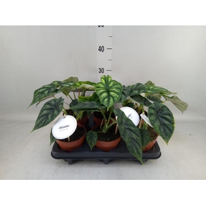 Alocasia 'Dragon Scale'