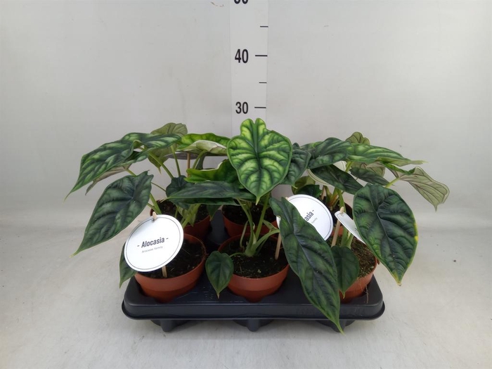 <h4>Alocasia  'Dragon Scale'</h4>