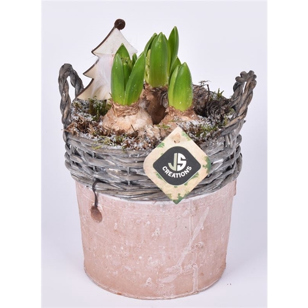 Wilg rand met terra pot 16cm