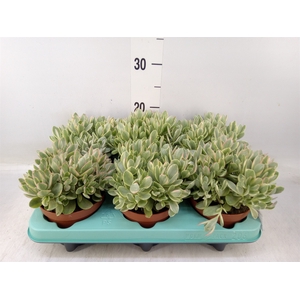 Crassula   ...