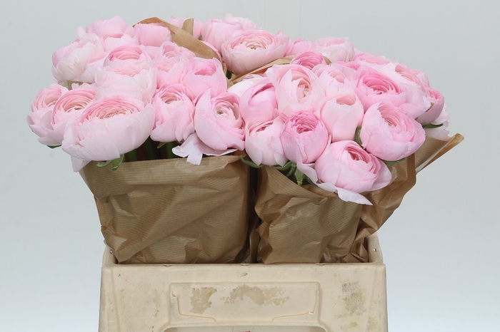 <h4>Ranunculus Clooney Lady Extra</h4>