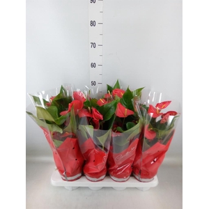 Anthurium andr. 'Casparo'