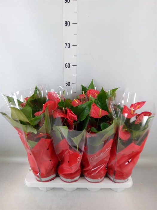 <h4>Anthurium andr. 'Casparo'</h4>