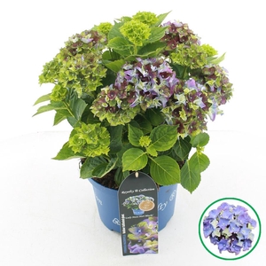 Hydrangea macr. Royalty® 'Lady Mata Hari'® Blauw C5 (23cm.) Kn.