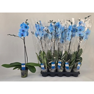 PHAL OV