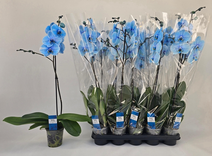 PHAL OV