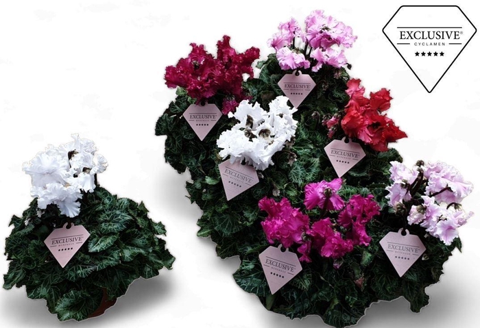 <h4>Cyclamen Exclusive® Merengue Mix</h4>