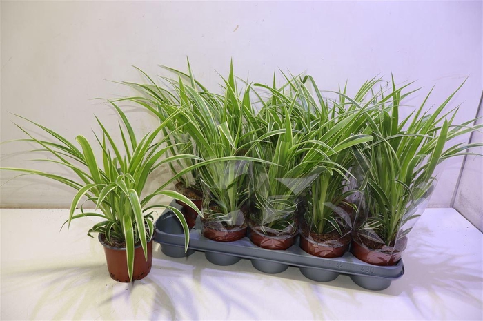 <h4>Chlor Comosum</h4>