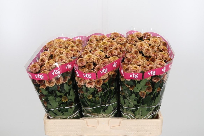 <h4>Chr San Aaa Doria Sa</h4>