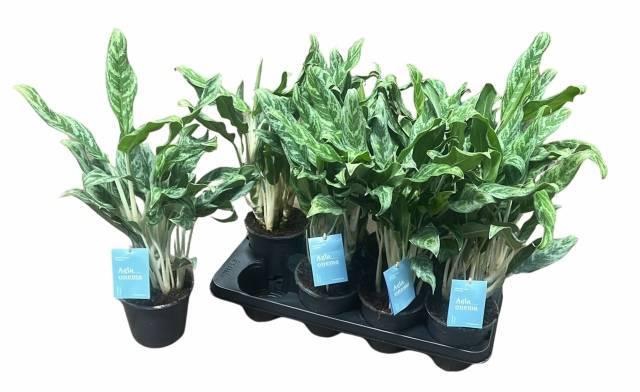 <h4>AGLAO GREYHOUND</h4>