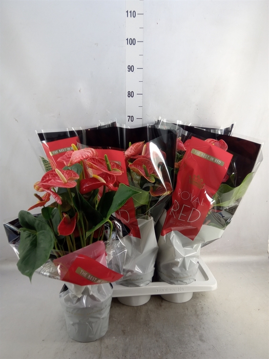 <h4>Anthurium andr. 'Madural'</h4>