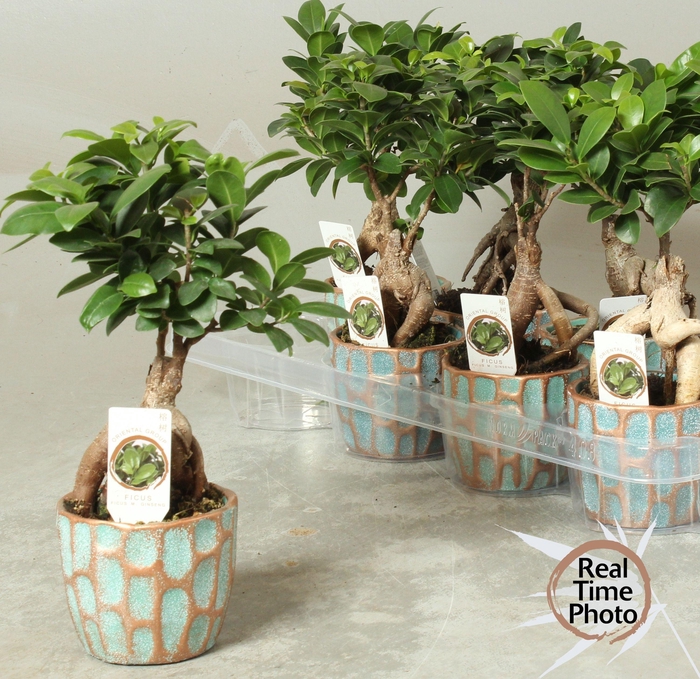 <h4>FIC MI GINSENG</h4>