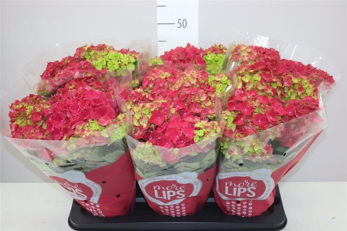 <h4>Hydrangea Hot Red 5-6 More Lips</h4>
