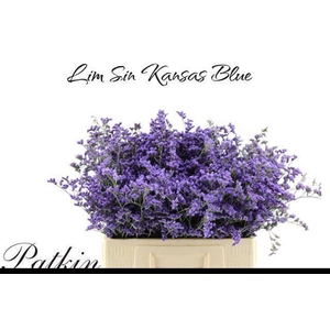 LIM SIN KANSAS BLUE