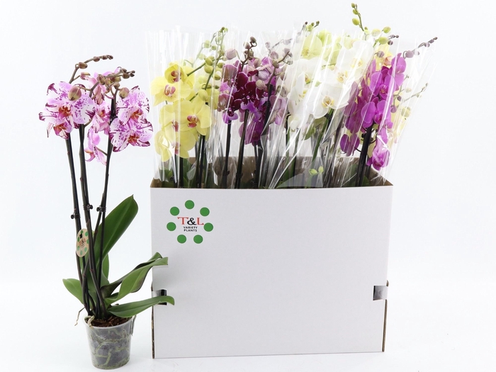 <h4>PHAL GEM 8 KL</h4>