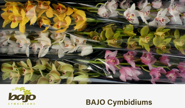 <h4>CYMB T GEM</h4>