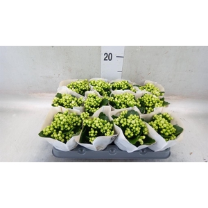 Kalanchoe  'RoseFlow Greta'