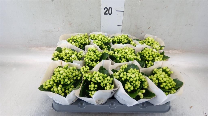 <h4>Kalanchoe  'RoseFlow Greta'</h4>