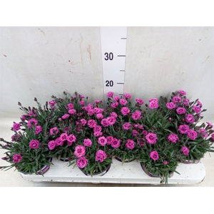 Dianthus  'Diantica Purple Wedding'