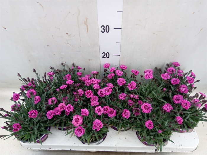 <h4>Dianthus  'Diantica Purple Wedding'</h4>