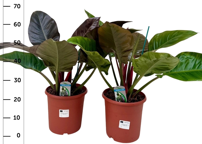 <h4>PHIL IMPERIAL RED</h4>