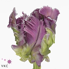 TU PA MYSTERIOUS PAR