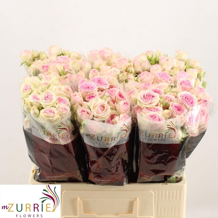 <h4>R TR DINARA</h4>