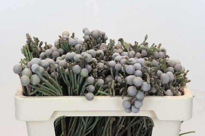 <h4>BRUN LAEVIS</h4>