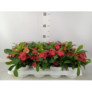 Euphorbia milii 'Cardinal'