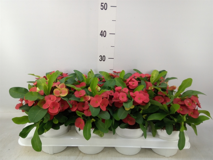 <h4>Euphorbia milii 'Cardinal'</h4>